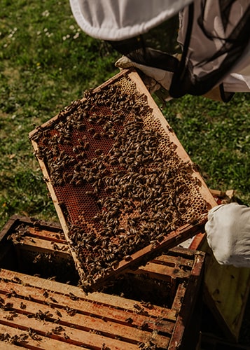 GPS-Tracker für Bienenstöcke