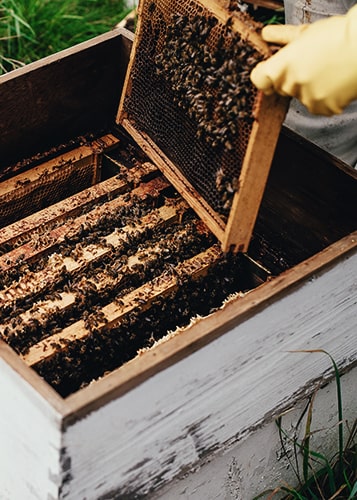 GPS tracker for beehives