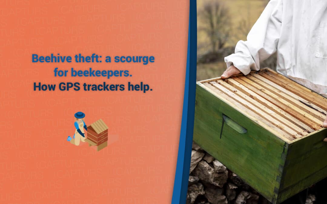 Beehive theft: a scourge for beekeepers.