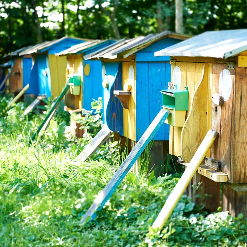 Geolokalisieren Sie Ihre Bienenstöcke